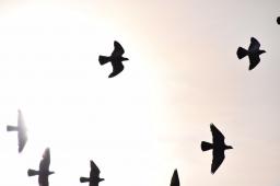 silvia - flight-to-the-sun